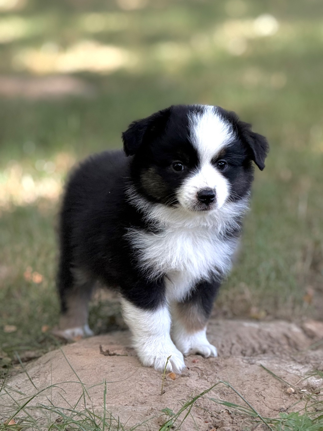 Des Plaines De Barbizon - Chiots disponibles - Berger Américain Miniature 