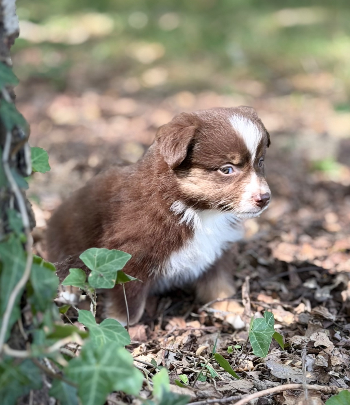 Des Plaines De Barbizon - Chiots disponibles - Berger Américain Miniature 