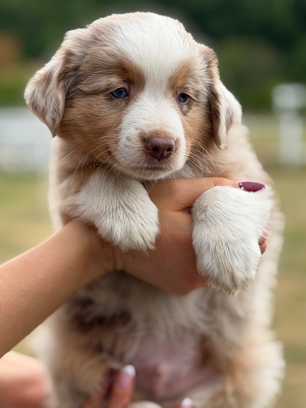 Des Plaines De Barbizon - Chiots disponibles - Berger Américain Miniature 