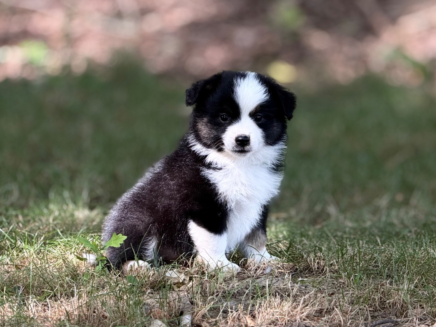 Des Plaines De Barbizon - Chiots disponibles - Berger Américain Miniature 