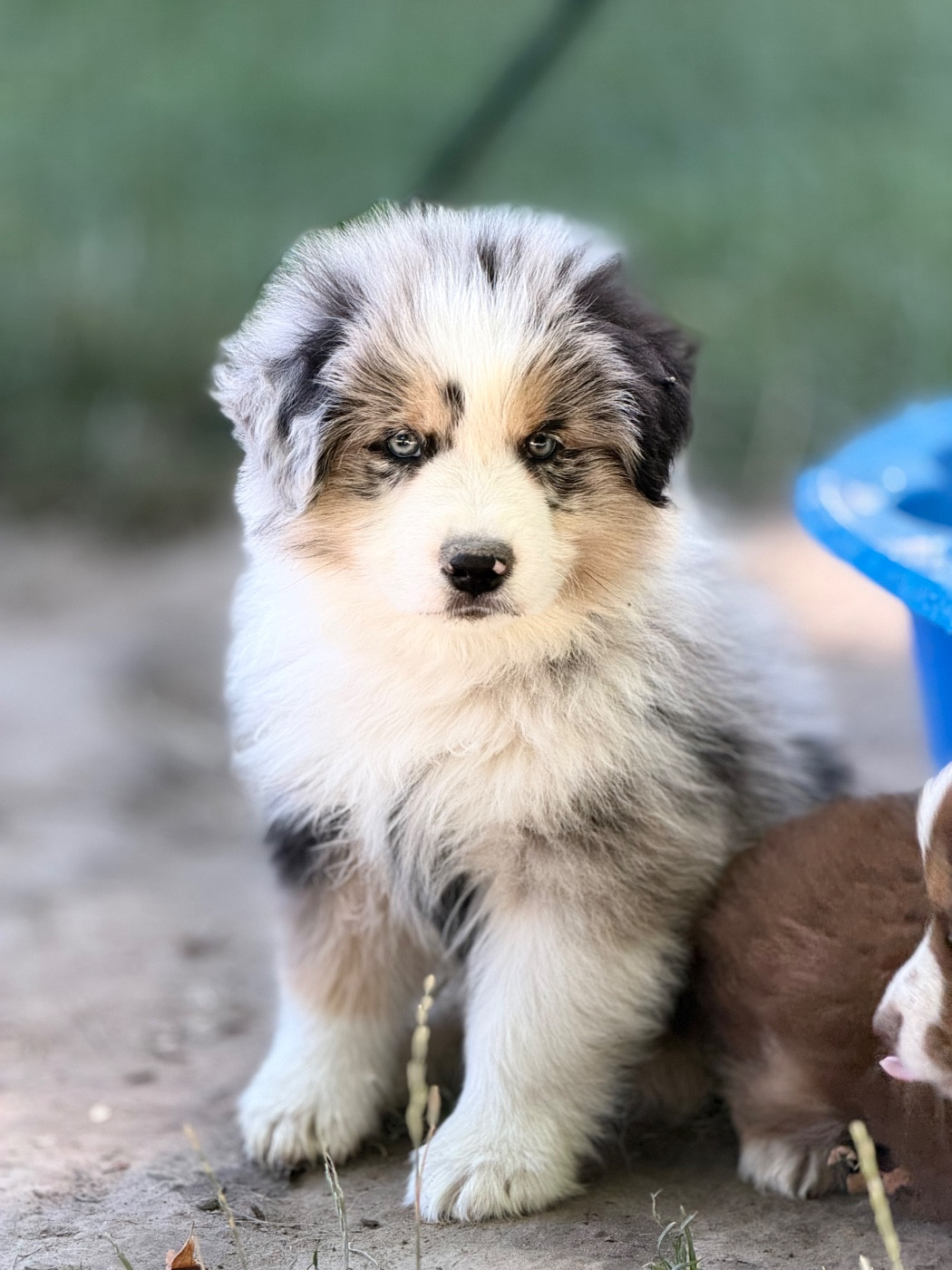 Des Plaines De Barbizon - Chiots disponibles - Berger Américain Miniature 