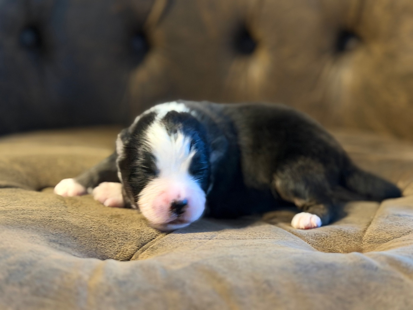 Des Plaines De Barbizon - Chiots disponibles - Berger Américain Miniature 