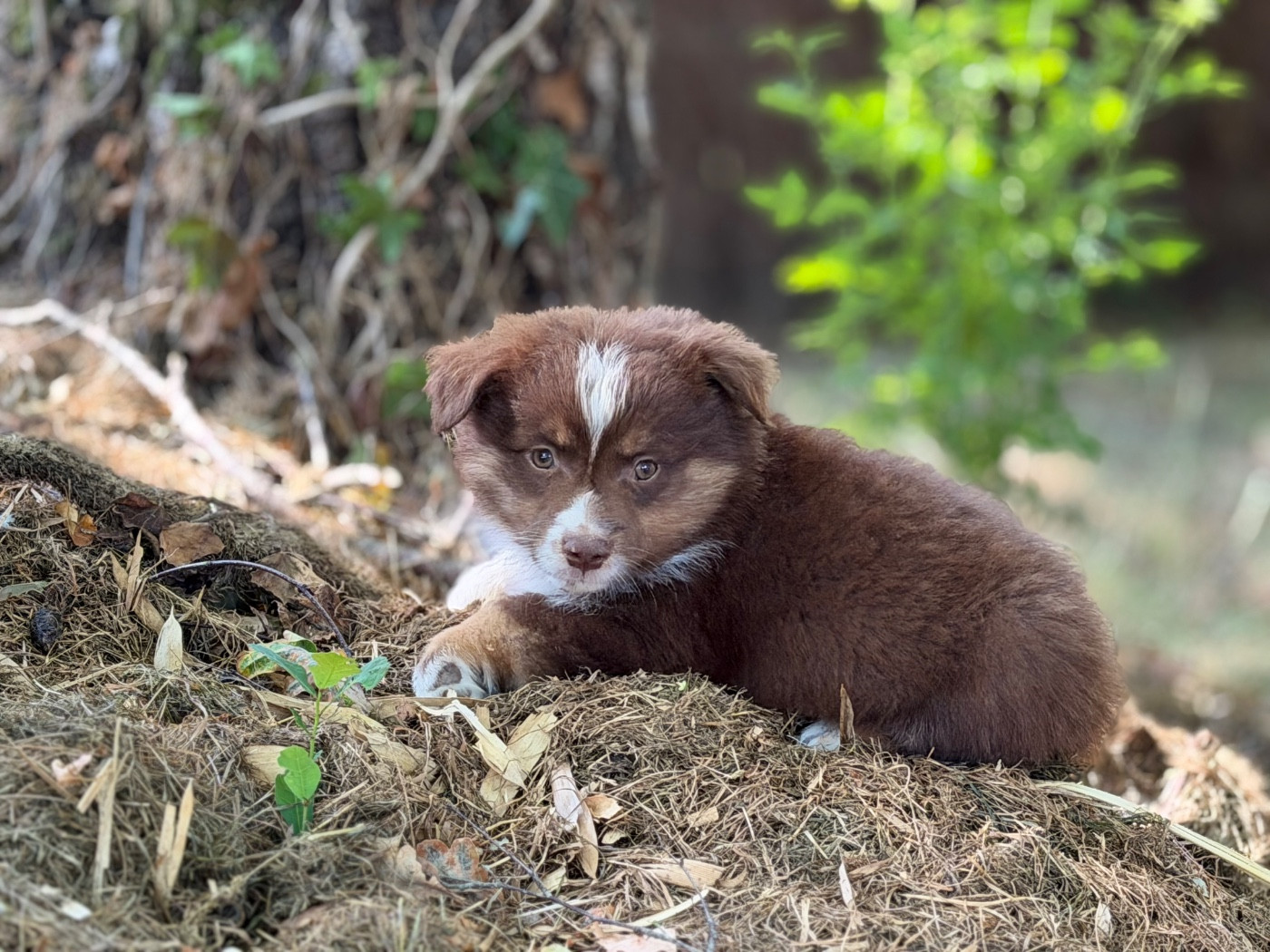 Des Plaines De Barbizon - Chiots disponibles - Berger Américain Miniature 
