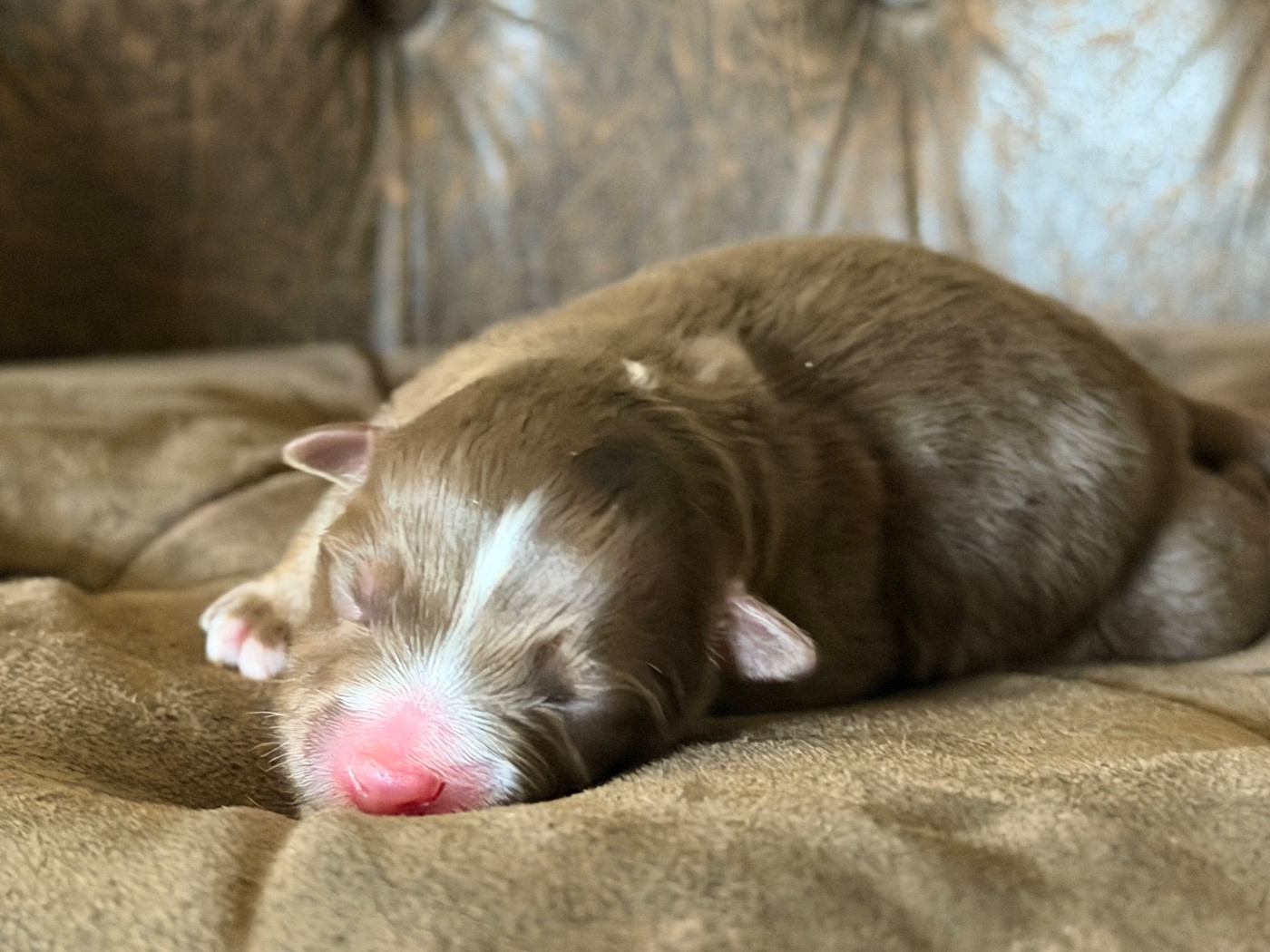 Des Plaines De Barbizon - Chiots disponibles - Berger Américain Miniature 