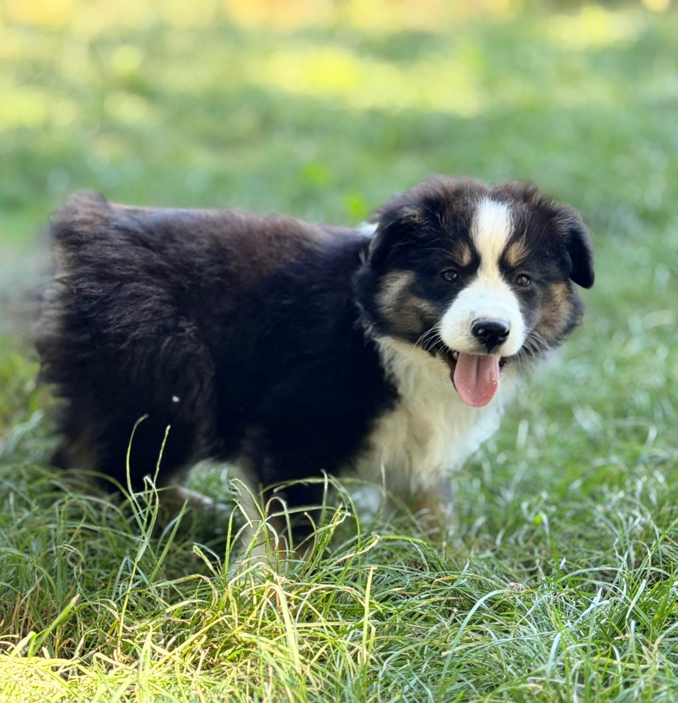 Des Plaines De Barbizon - Chiots disponibles - Berger Américain Miniature 