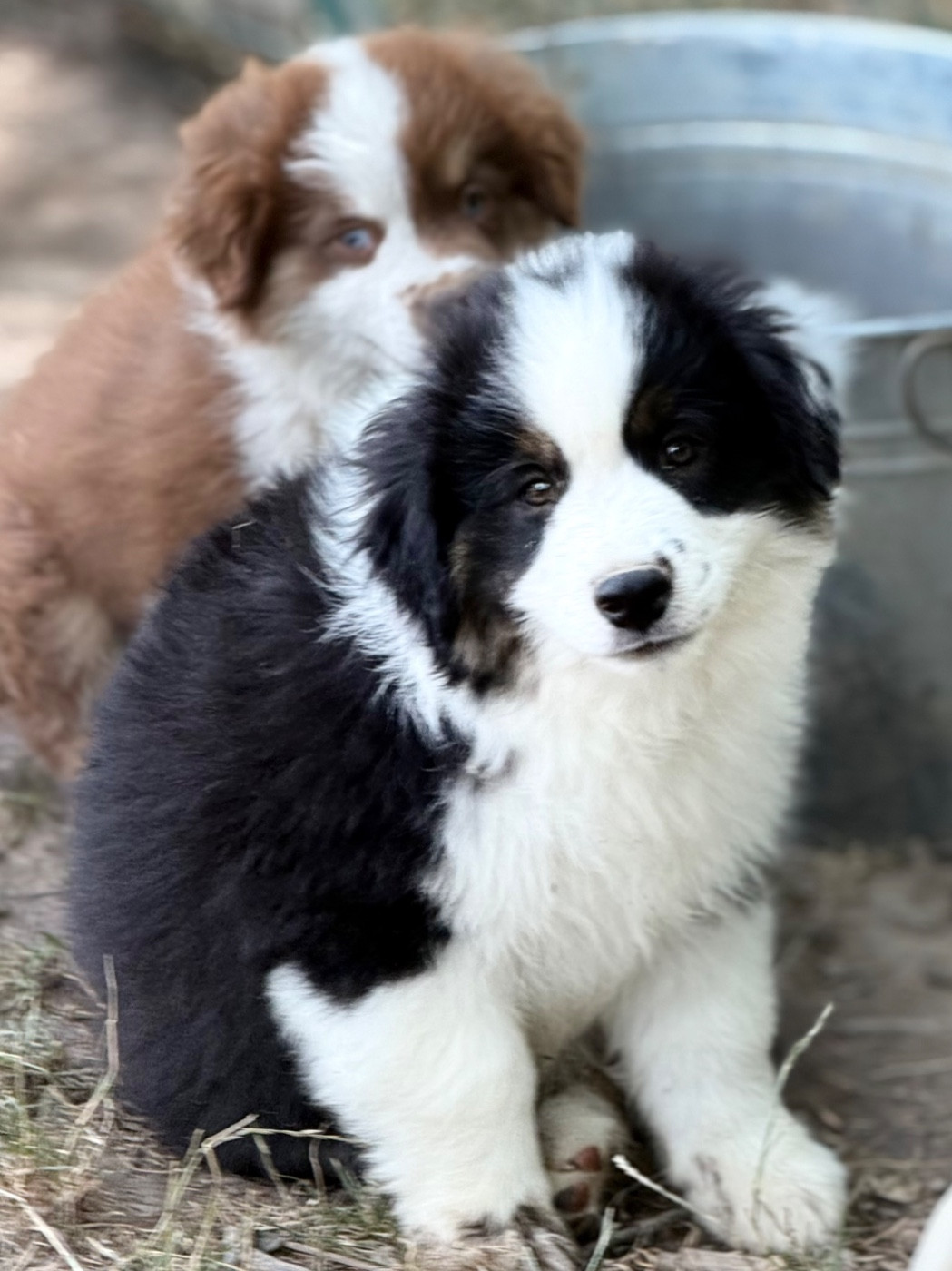 Des Plaines De Barbizon - Chiots disponibles - Berger Américain Miniature 