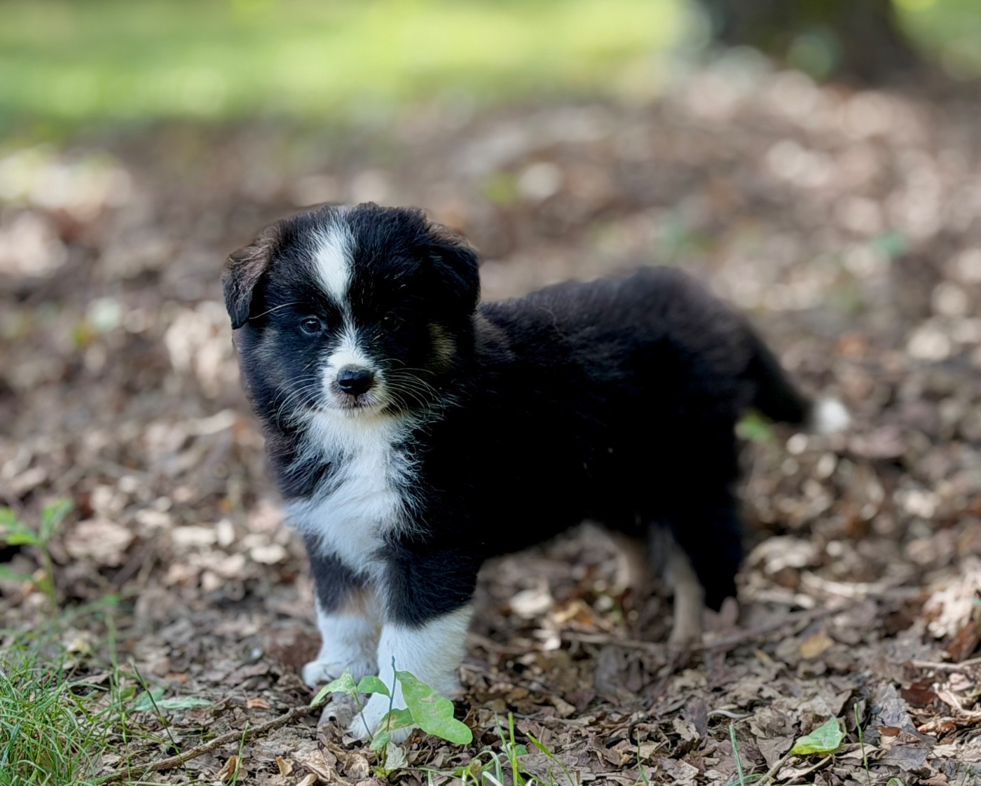Des Plaines De Barbizon - Chiots disponibles - Berger Américain Miniature 