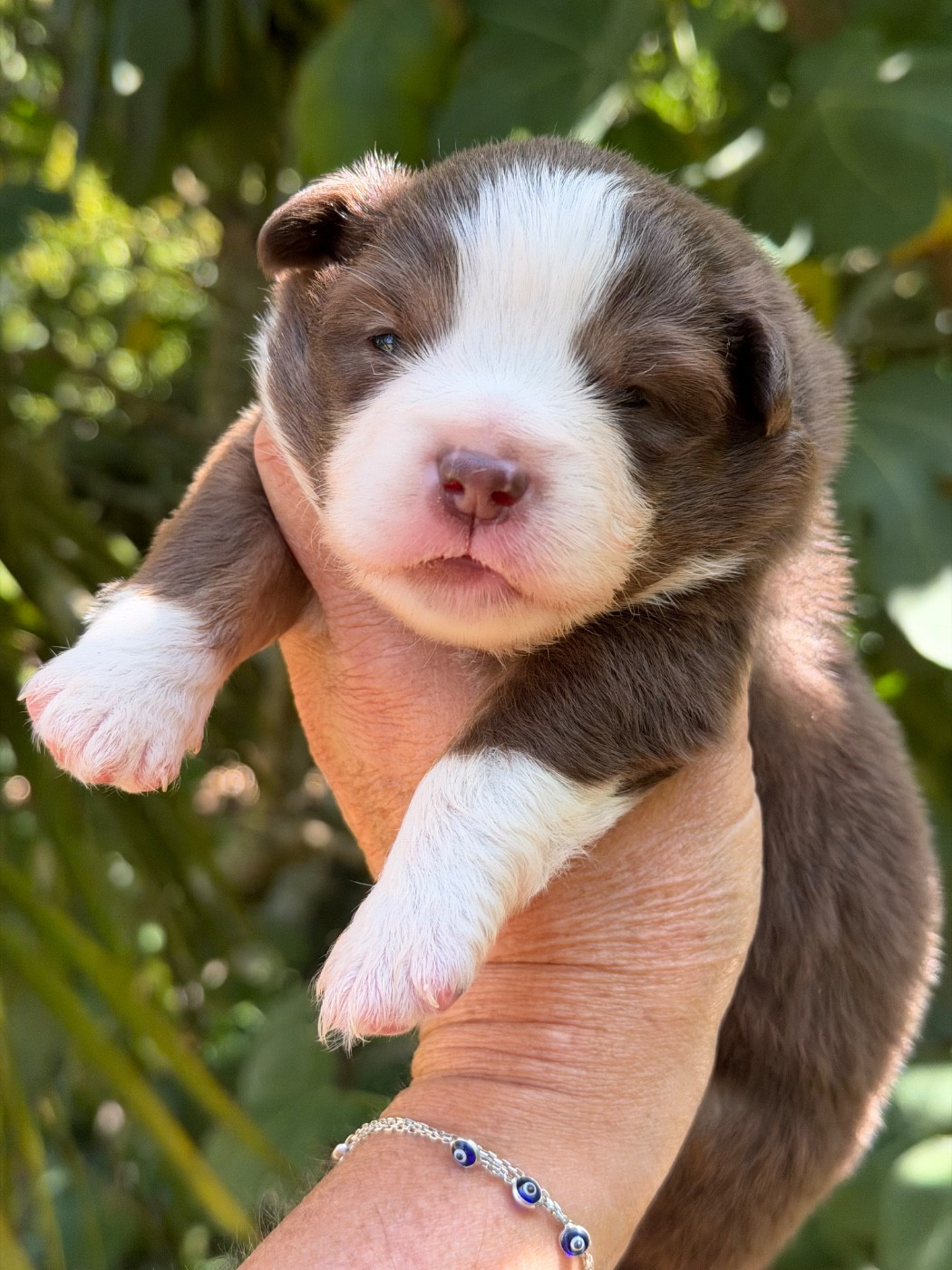 Des Plaines De Barbizon - Chiots disponibles - Berger Américain Miniature 