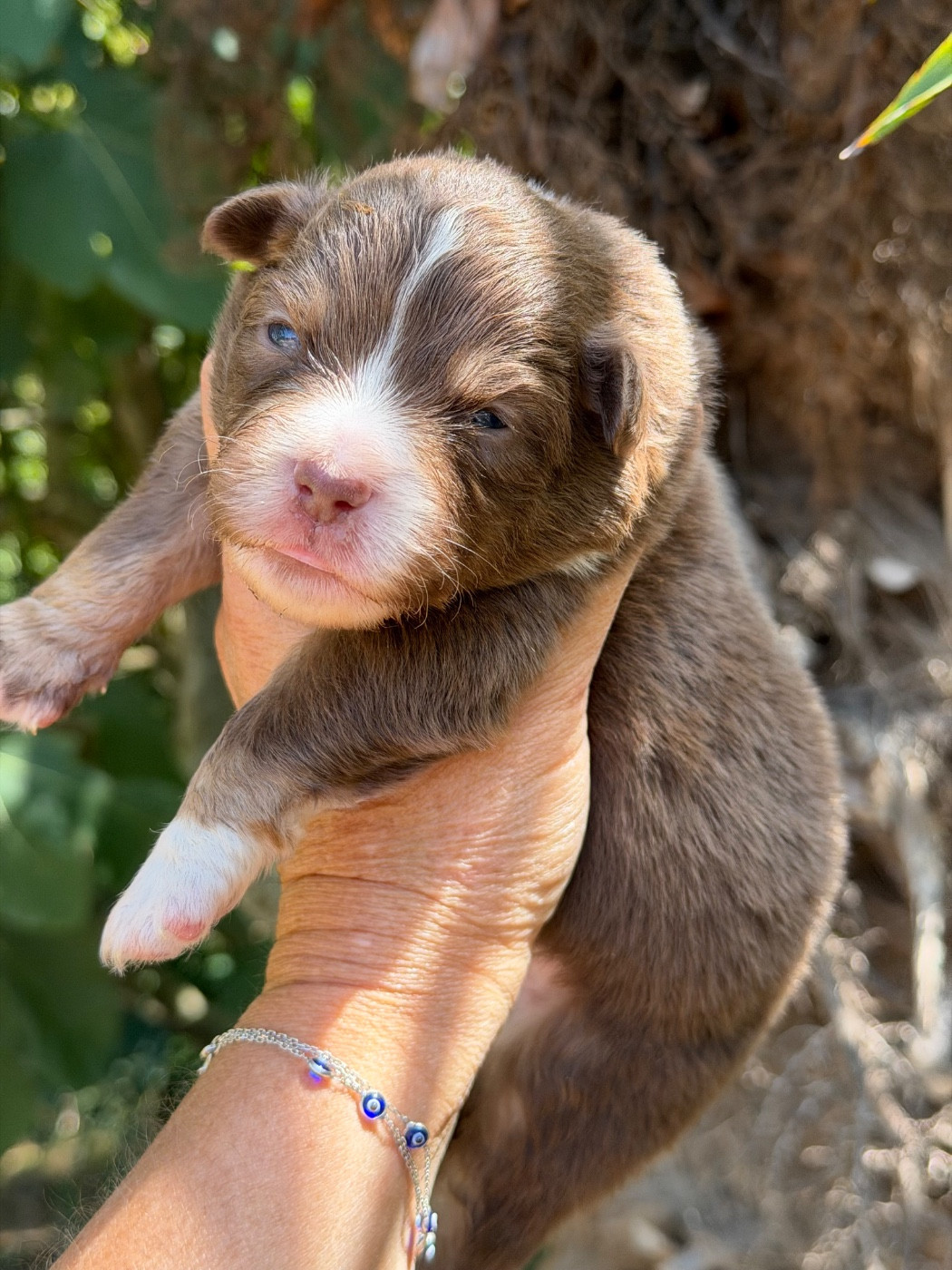Des Plaines De Barbizon - Chiots disponibles - Berger Américain Miniature 