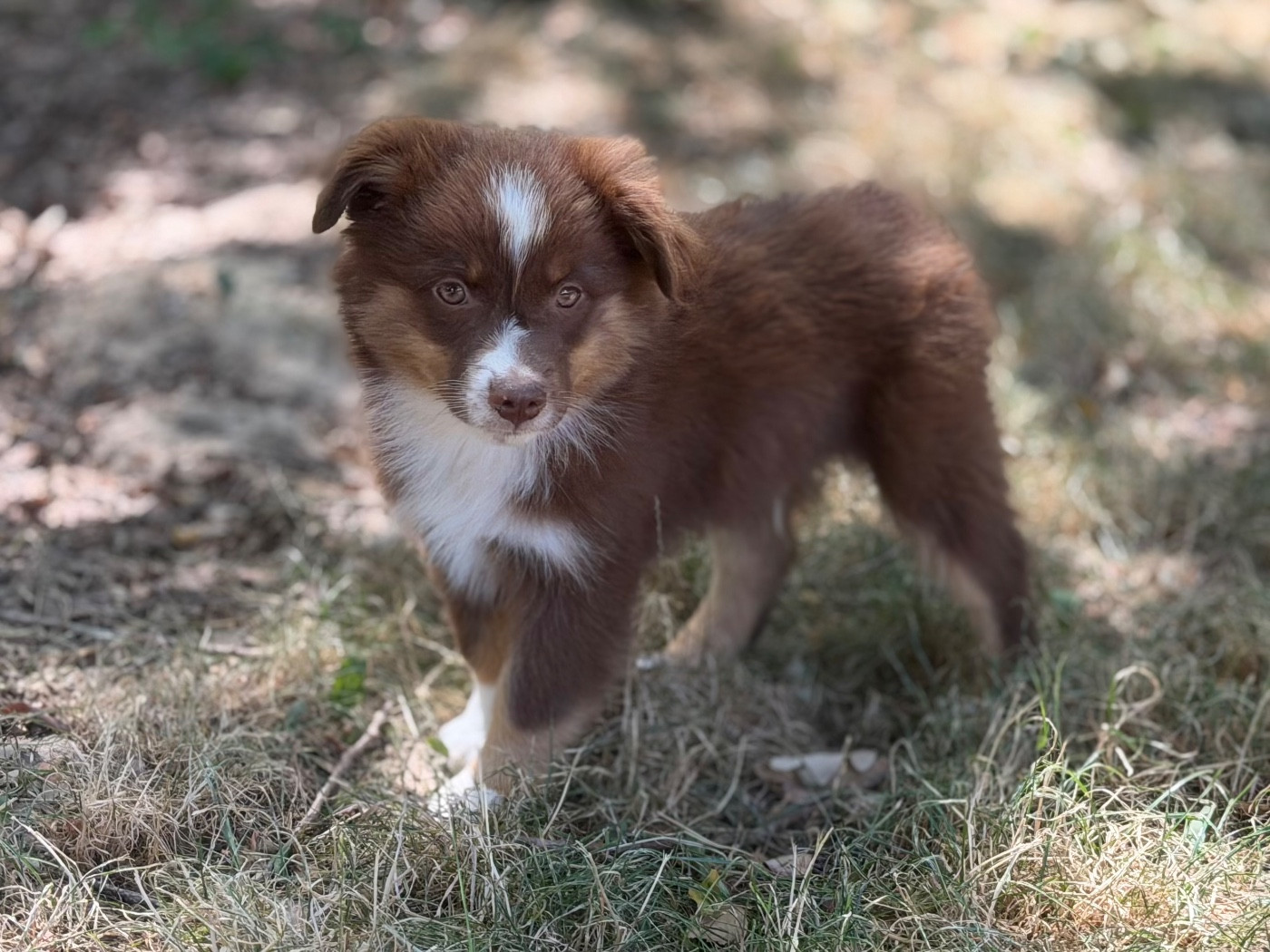 Des Plaines De Barbizon - Chiots disponibles - Berger Américain Miniature 