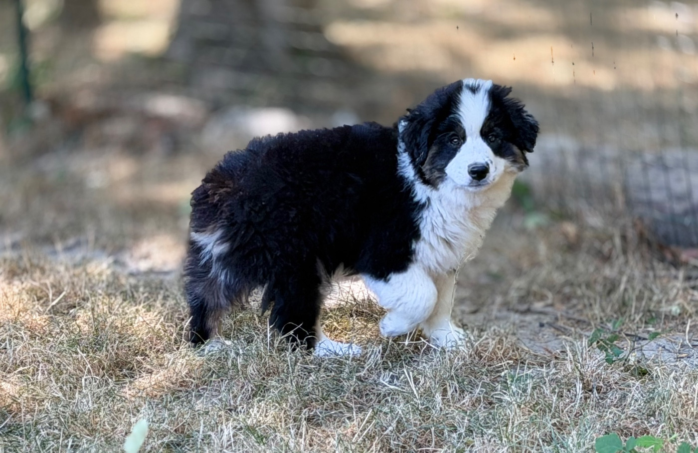 Des Plaines De Barbizon - Chiots disponibles - Berger Américain Miniature 