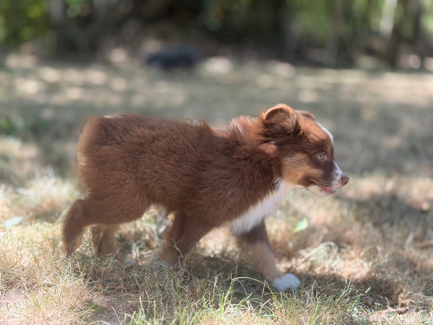 Des Plaines De Barbizon - Chiots disponibles - Berger Américain Miniature 