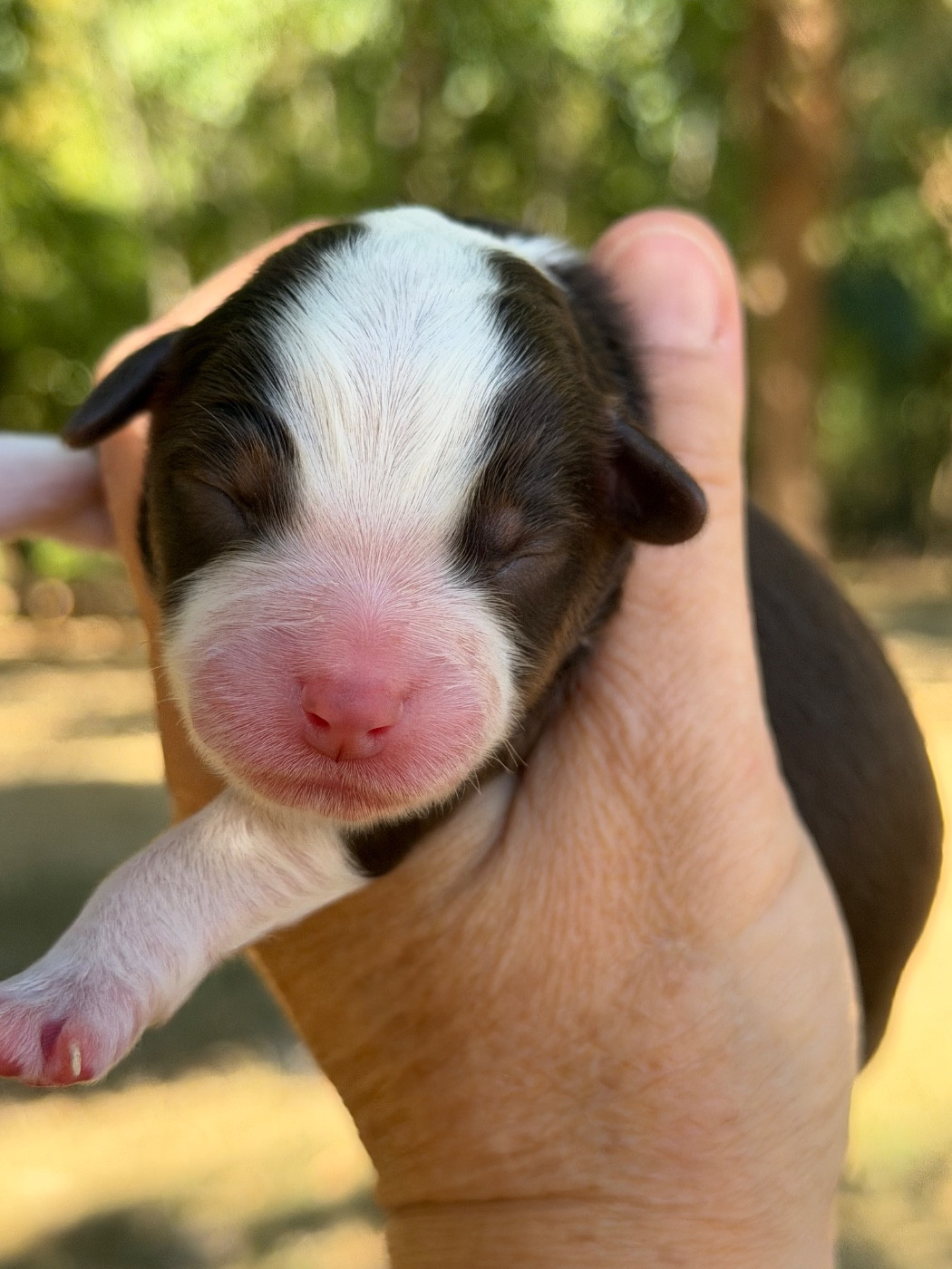 Des Plaines De Barbizon - Chiots disponibles - Berger Américain Miniature 