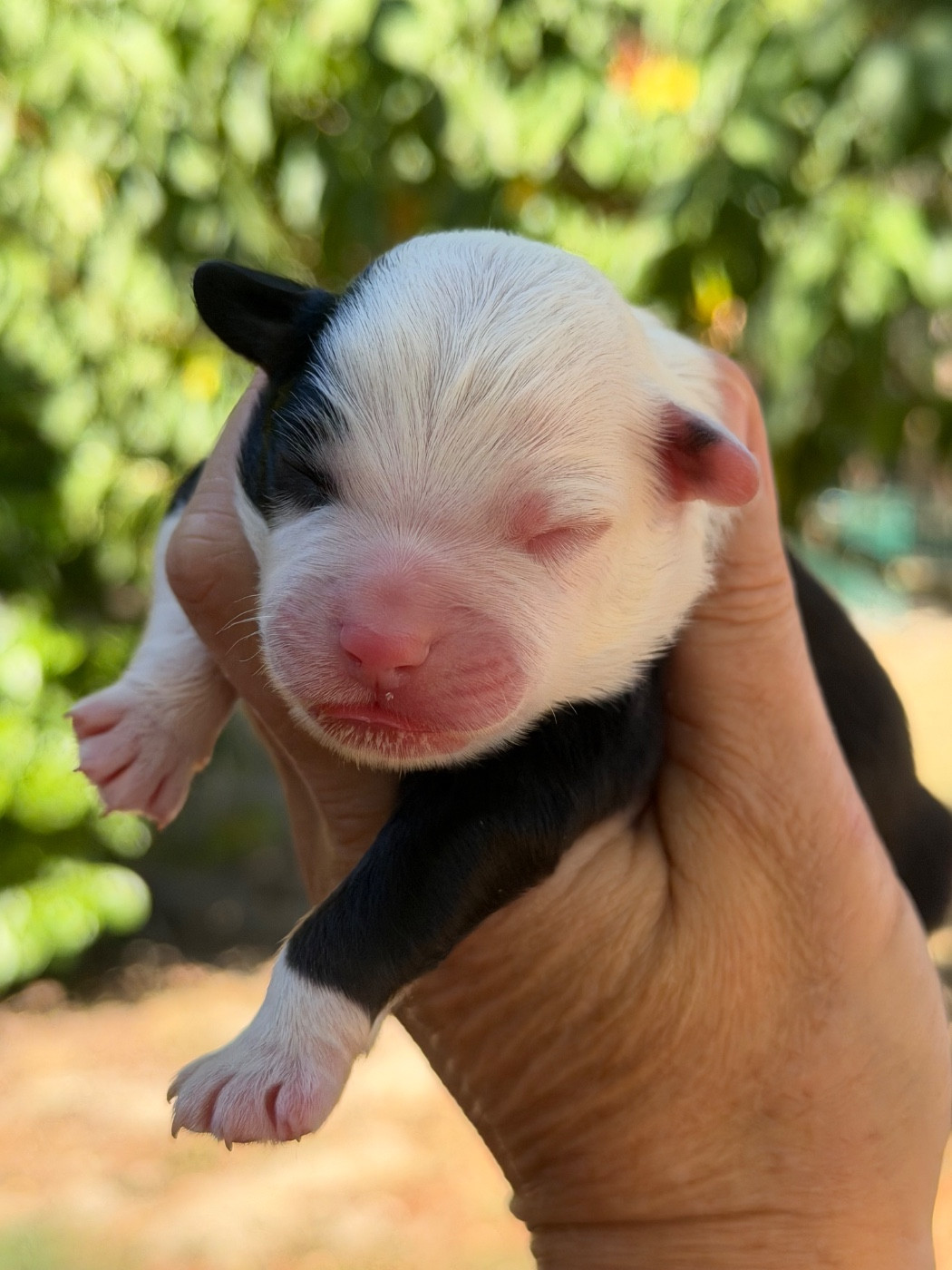 Des Plaines De Barbizon - Chiots disponibles - Berger Américain Miniature 