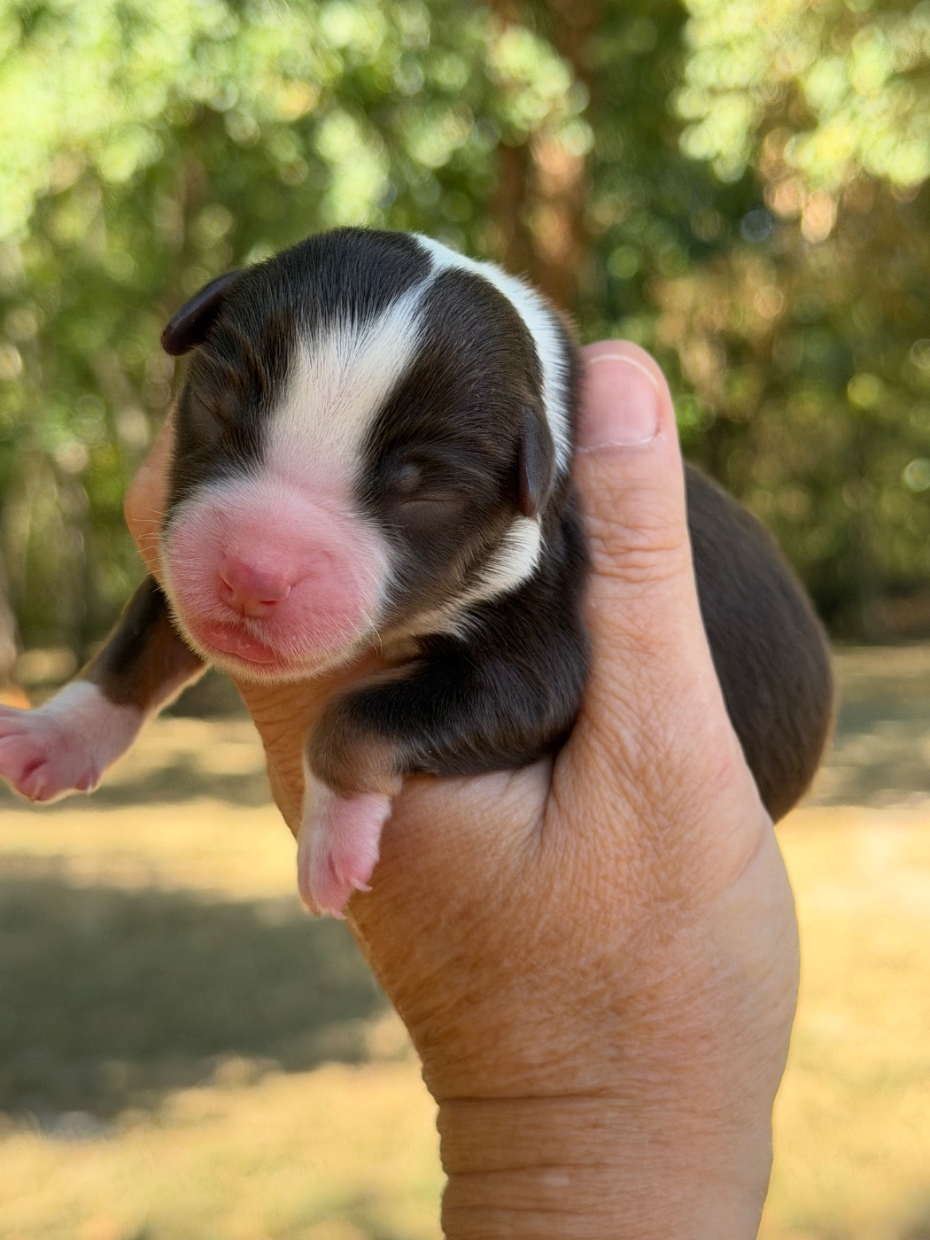Des Plaines De Barbizon - Chiots disponibles - Berger Américain Miniature 