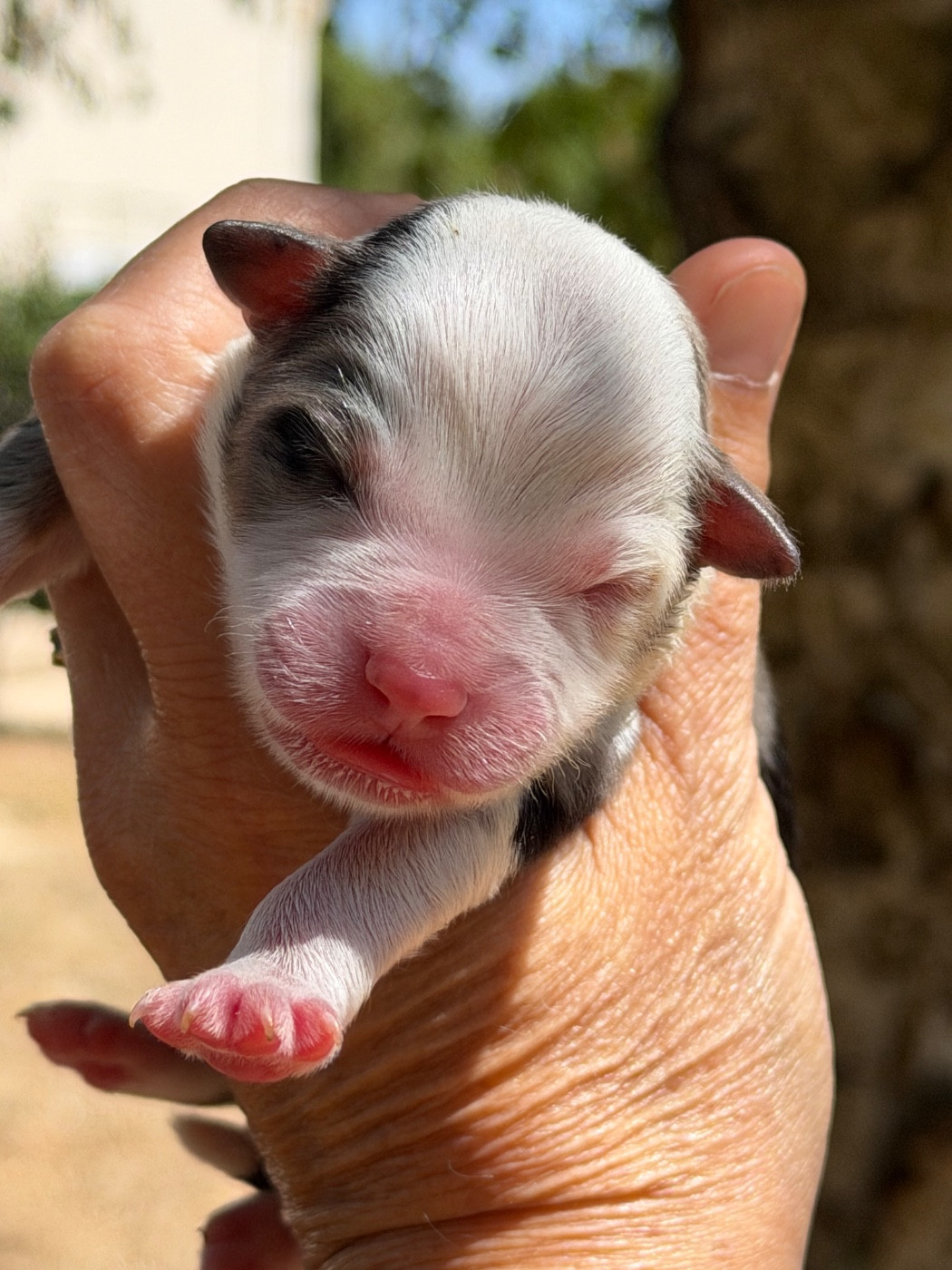 Des Plaines De Barbizon - Chiots disponibles - Berger Américain Miniature 