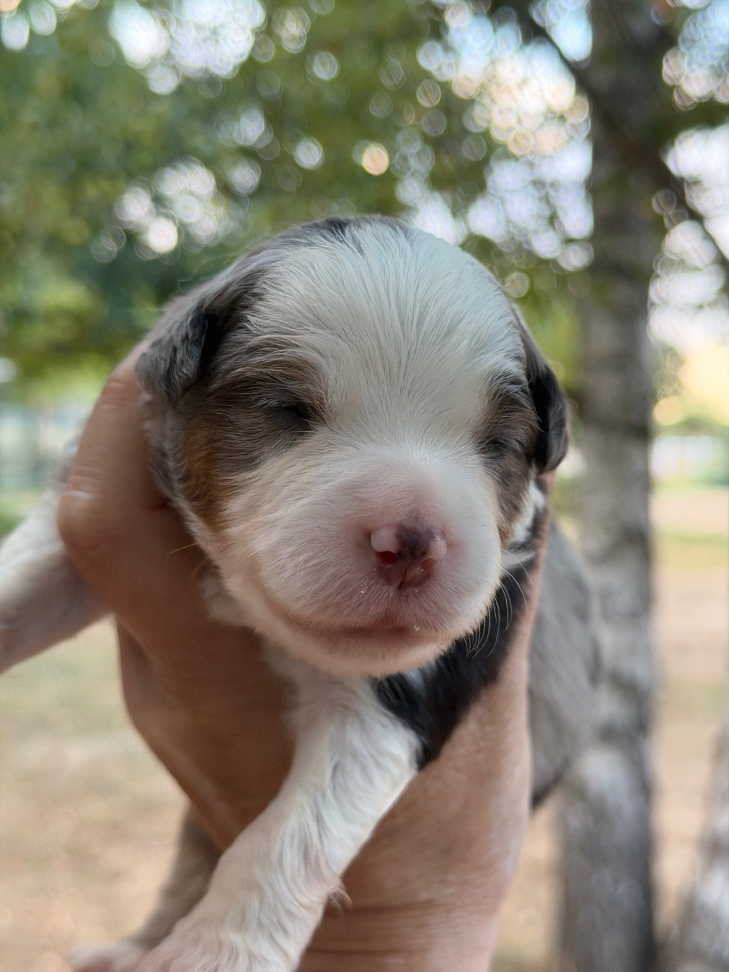 Des Plaines De Barbizon - Chiots disponibles - Berger Américain Miniature 