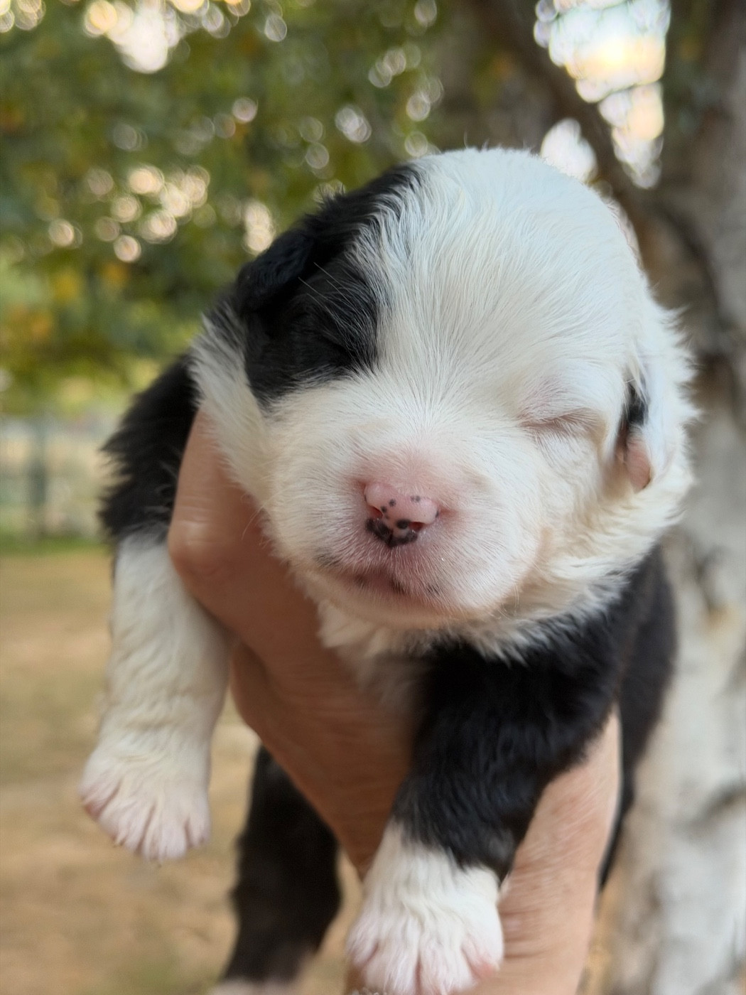 Des Plaines De Barbizon - Chiots disponibles - Berger Américain Miniature 