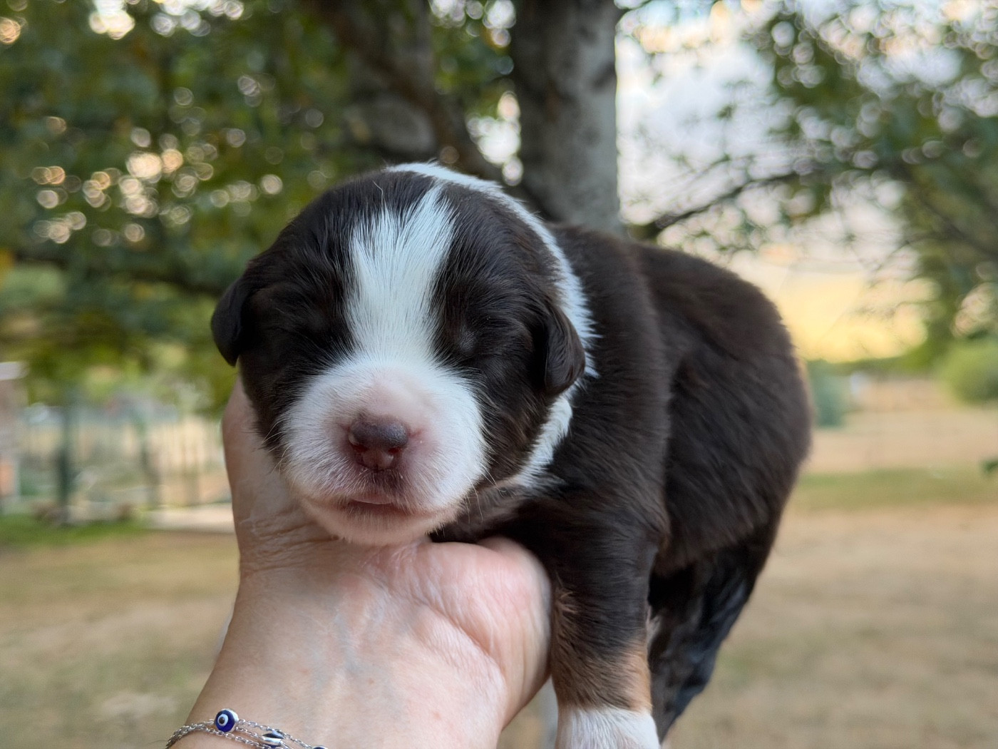 Des Plaines De Barbizon - Chiots disponibles - Berger Américain Miniature 