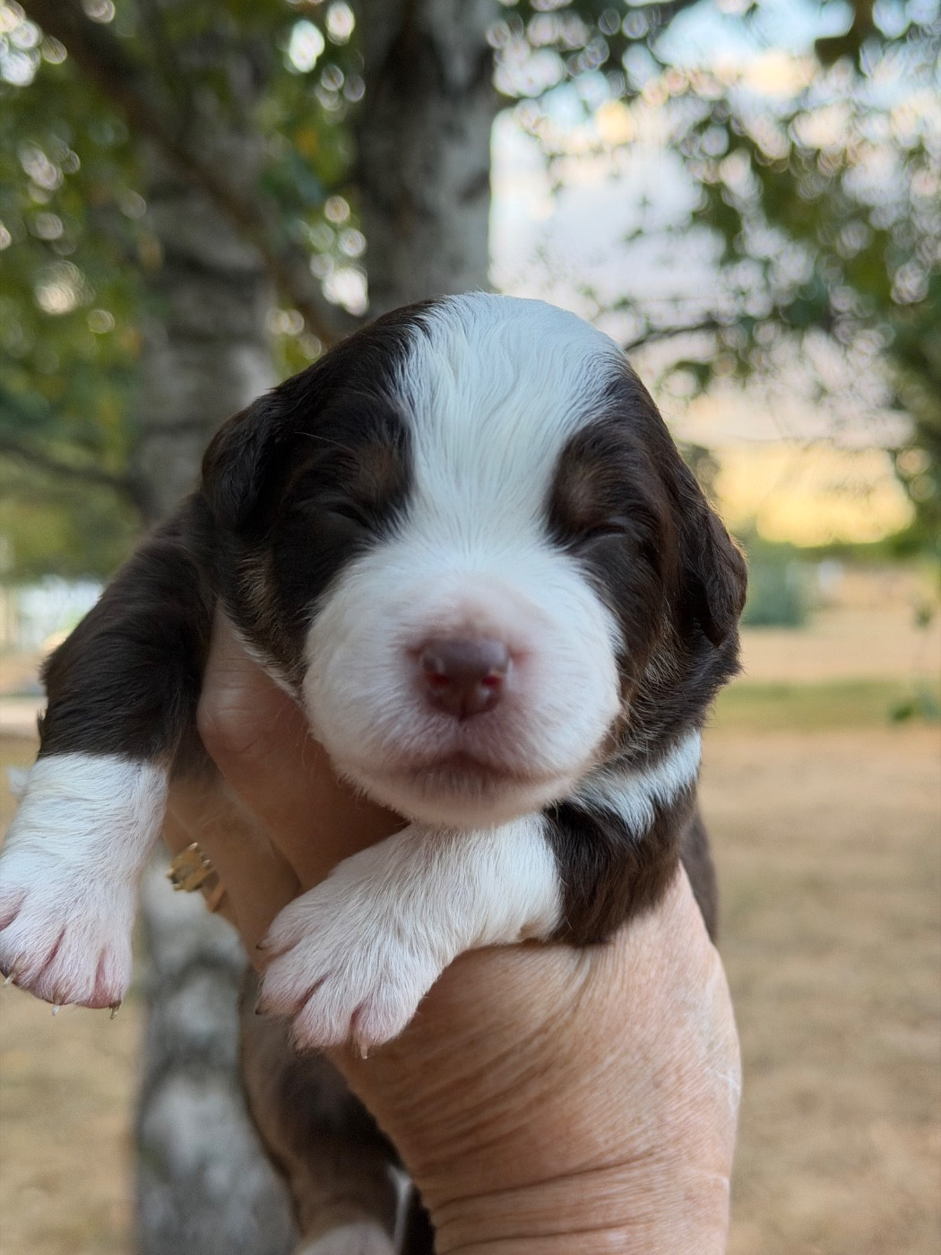 Des Plaines De Barbizon - Chiots disponibles - Berger Américain Miniature 