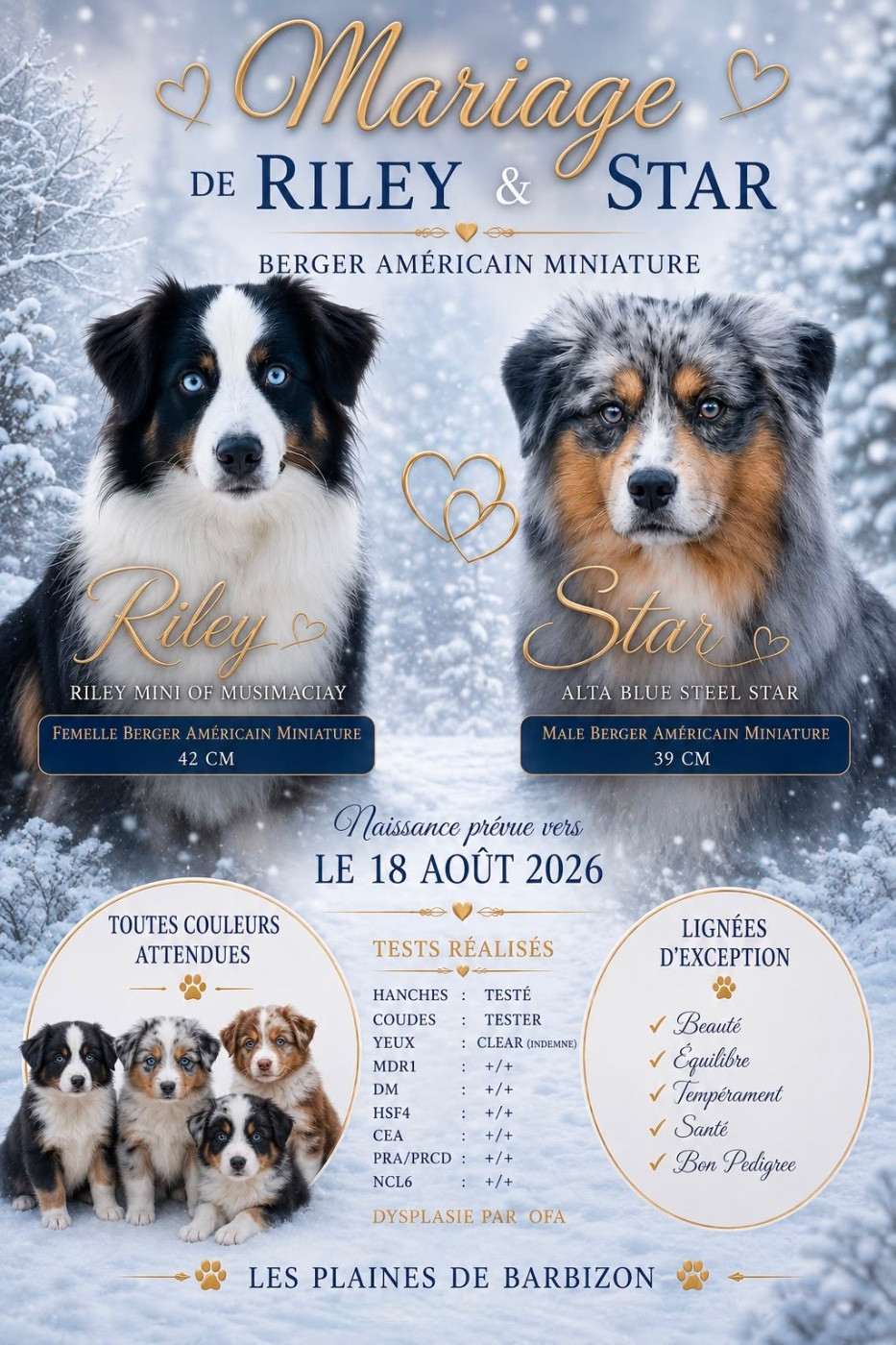 Chiot Berger Américain Miniature  Des Plaines De Barbizon