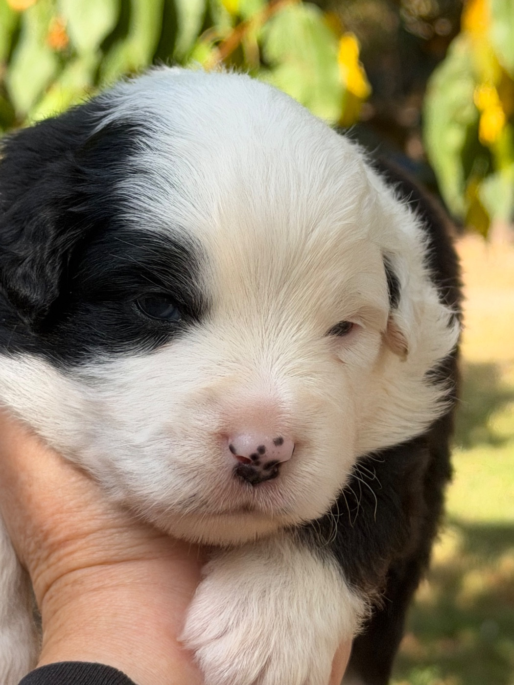 Des Plaines De Barbizon - Chiots disponibles - Berger Américain Miniature 