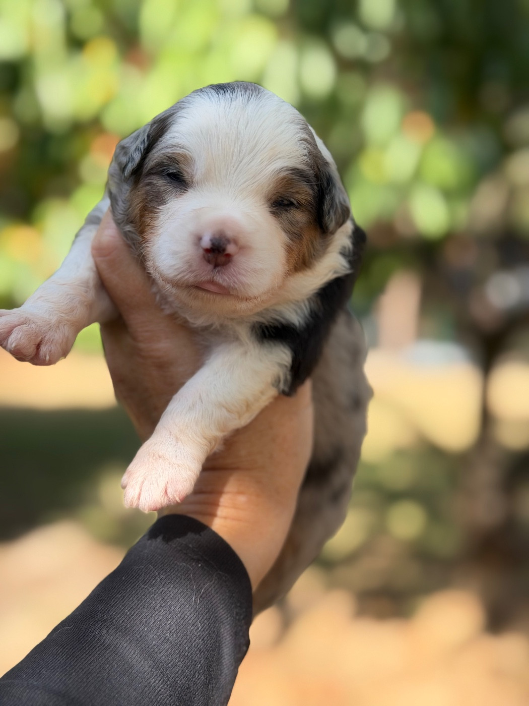 Des Plaines De Barbizon - Chiots disponibles - Berger Américain Miniature 