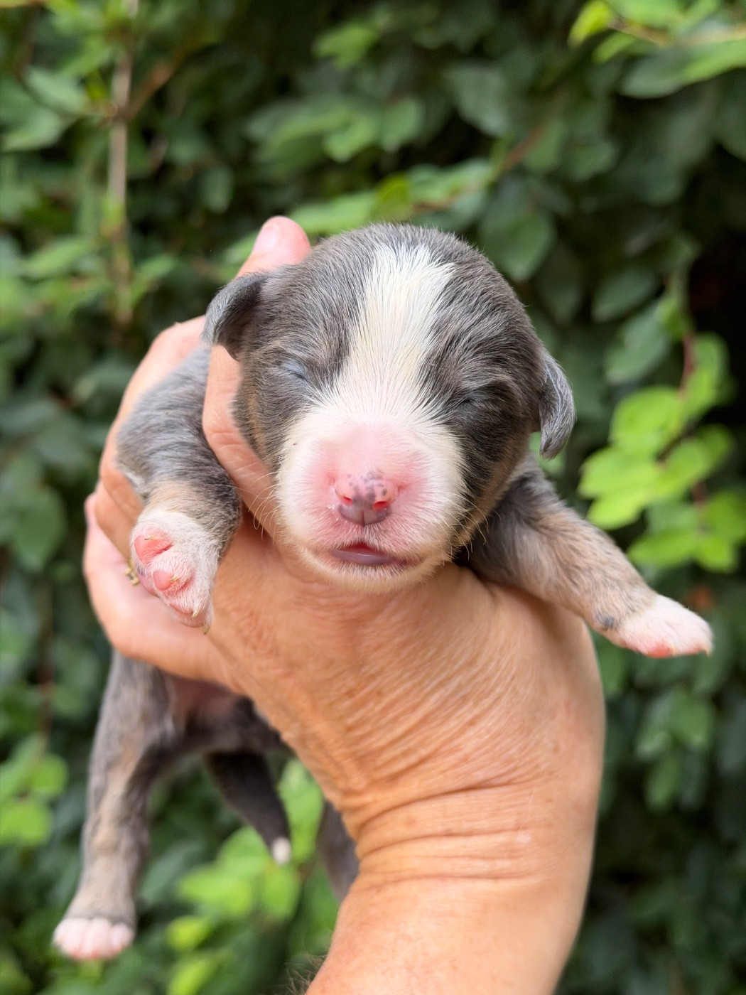 Des Plaines De Barbizon - Chiots disponibles - Berger Américain Miniature 