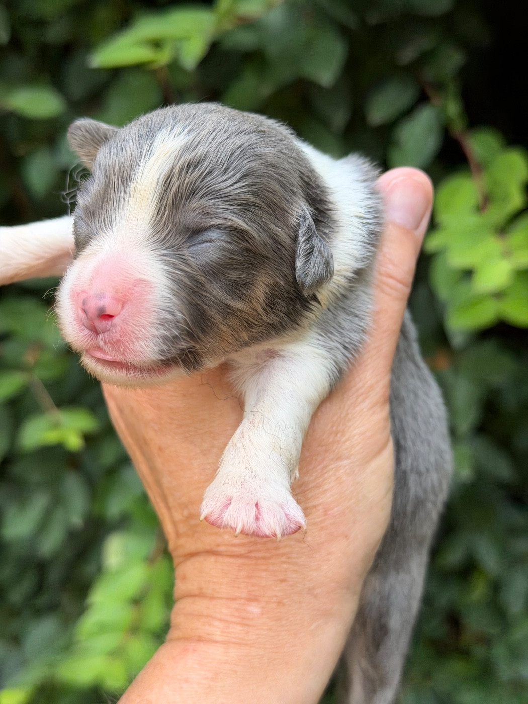 Des Plaines De Barbizon - Chiots disponibles - Berger Américain Miniature 