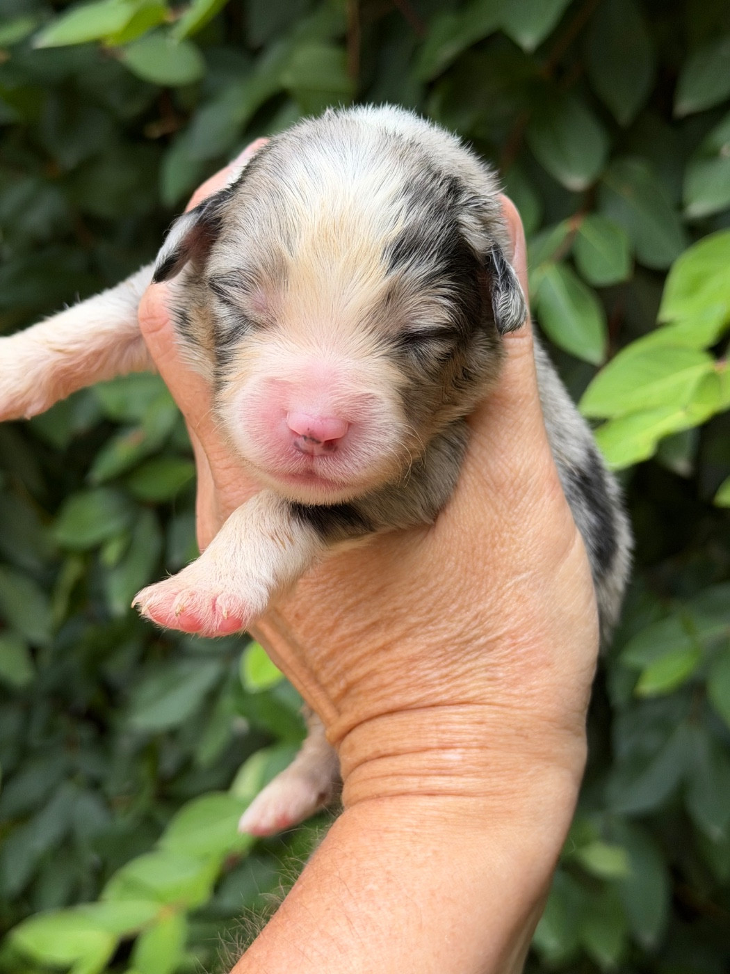 Des Plaines De Barbizon - Chiots disponibles - Berger Américain Miniature 