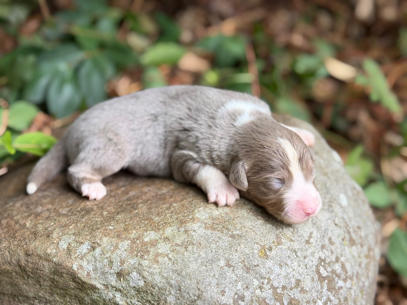 Des Plaines De Barbizon - Chiots disponibles - Berger Américain Miniature 