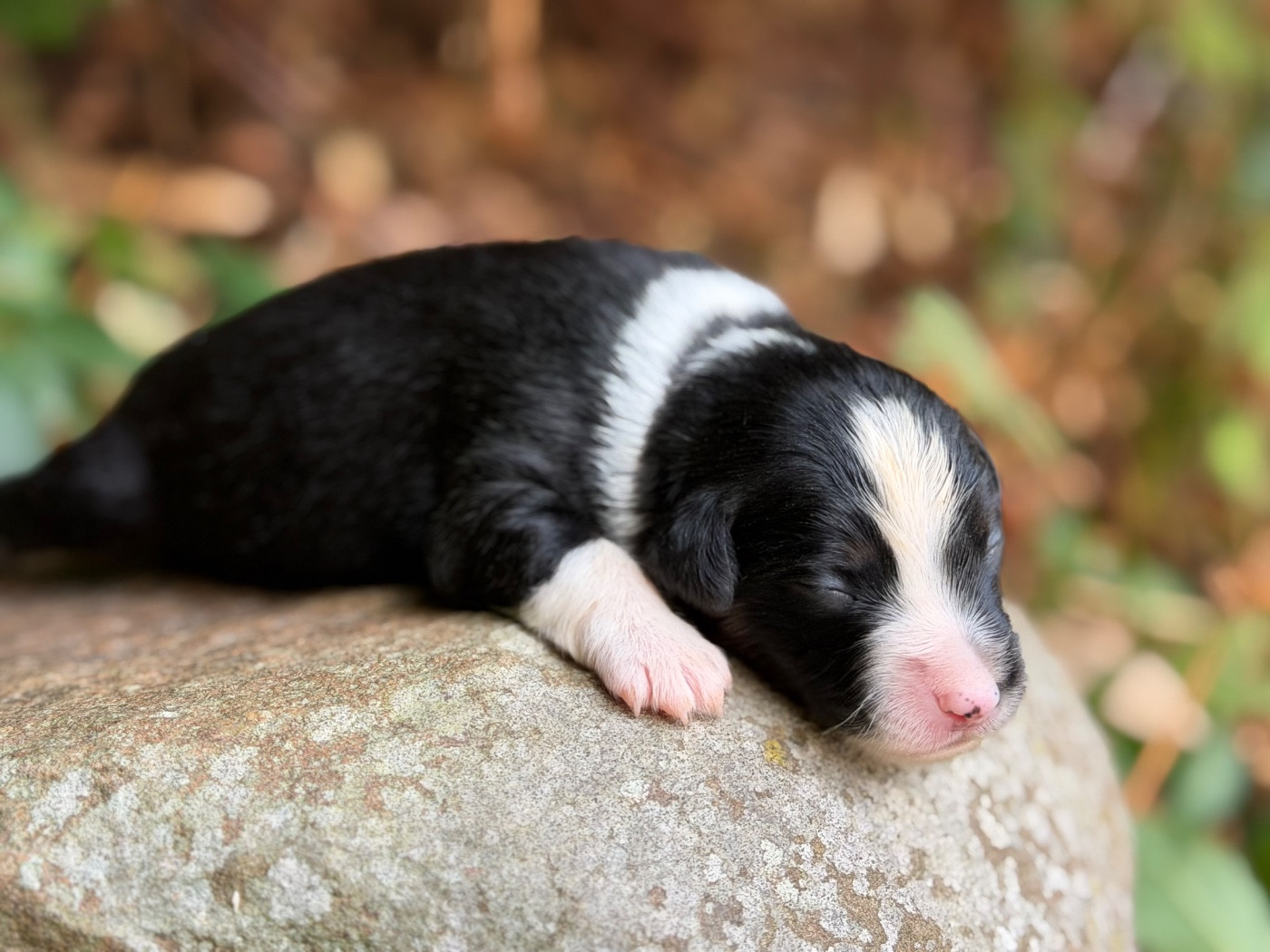 Des Plaines De Barbizon - Chiots disponibles - Berger Américain Miniature 