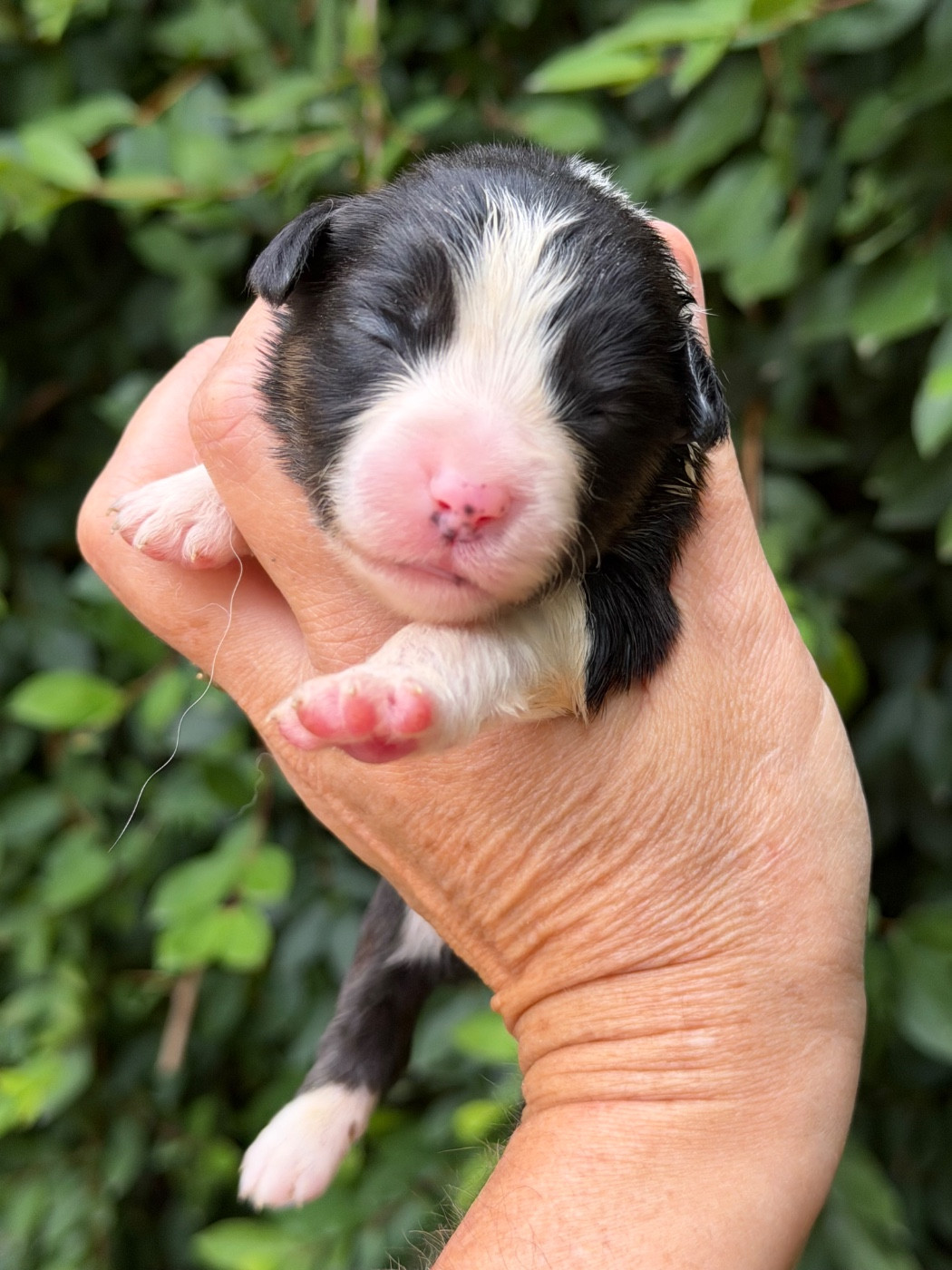 Des Plaines De Barbizon - Chiots disponibles - Berger Américain Miniature 