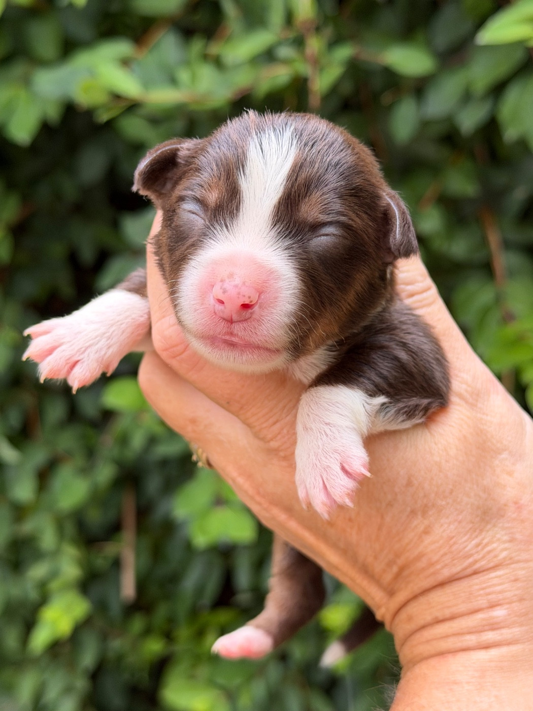 Des Plaines De Barbizon - Chiots disponibles - Berger Américain Miniature 