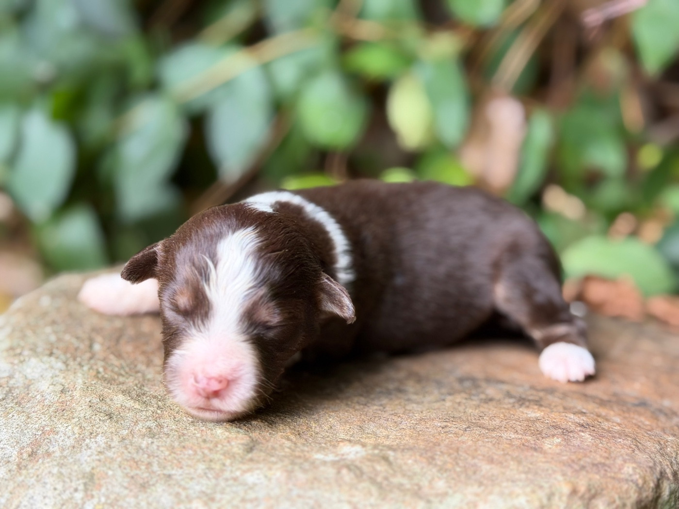 Des Plaines De Barbizon - Chiots disponibles - Berger Américain Miniature 