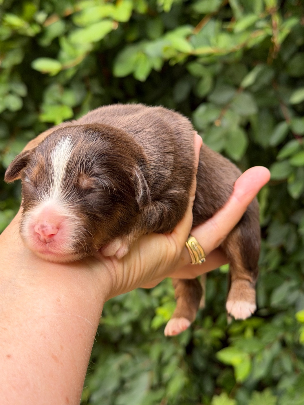 Des Plaines De Barbizon - Chiots disponibles - Berger Américain Miniature 