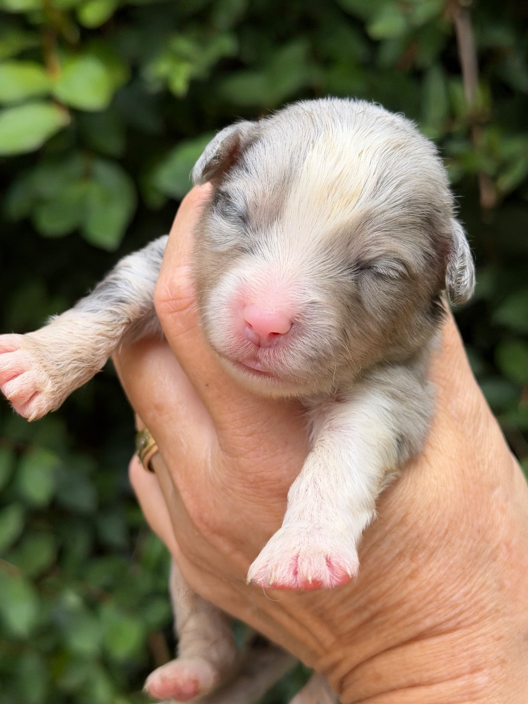 Des Plaines De Barbizon - Chiots disponibles - Berger Américain Miniature 