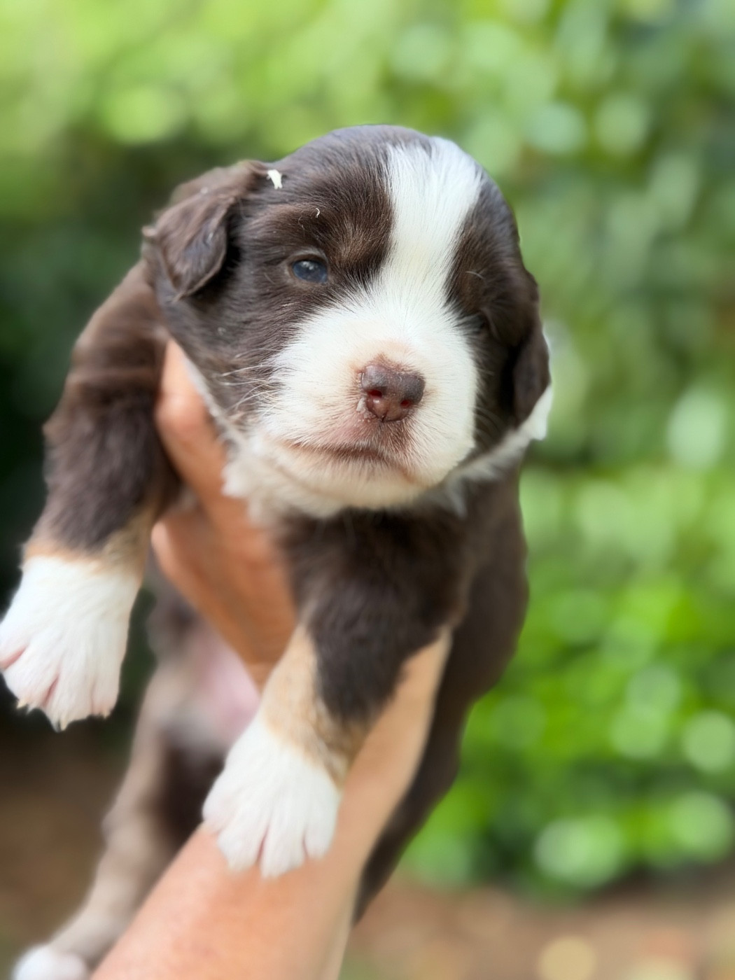 Des Plaines De Barbizon - Chiots disponibles - Berger Américain Miniature 