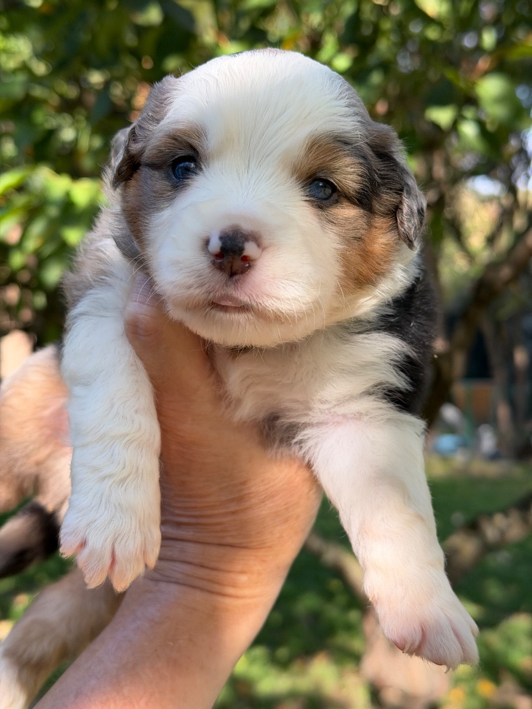 Des Plaines De Barbizon - Chiots disponibles - Berger Américain Miniature 