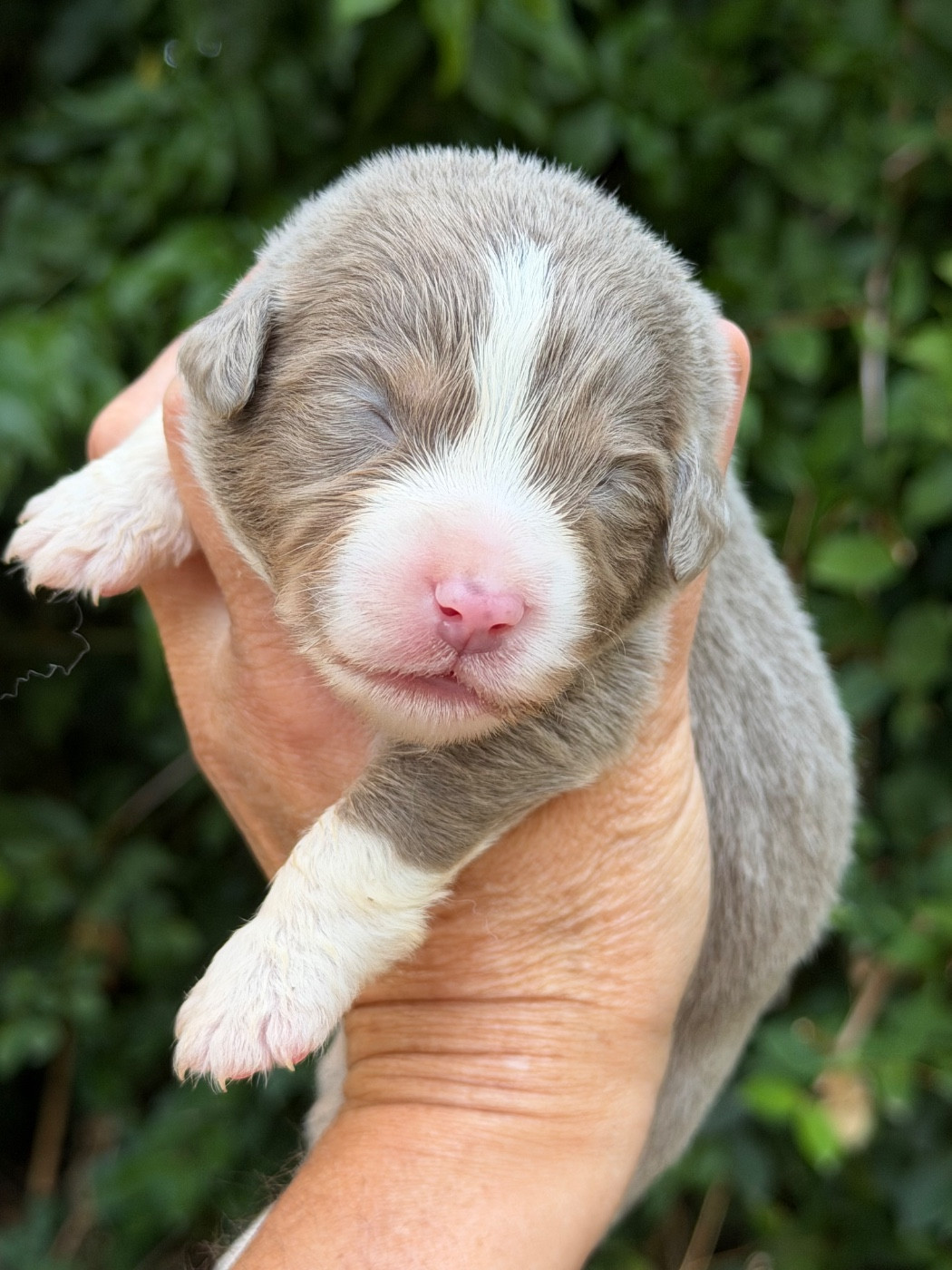 Des Plaines De Barbizon - Chiots disponibles - Berger Américain Miniature 