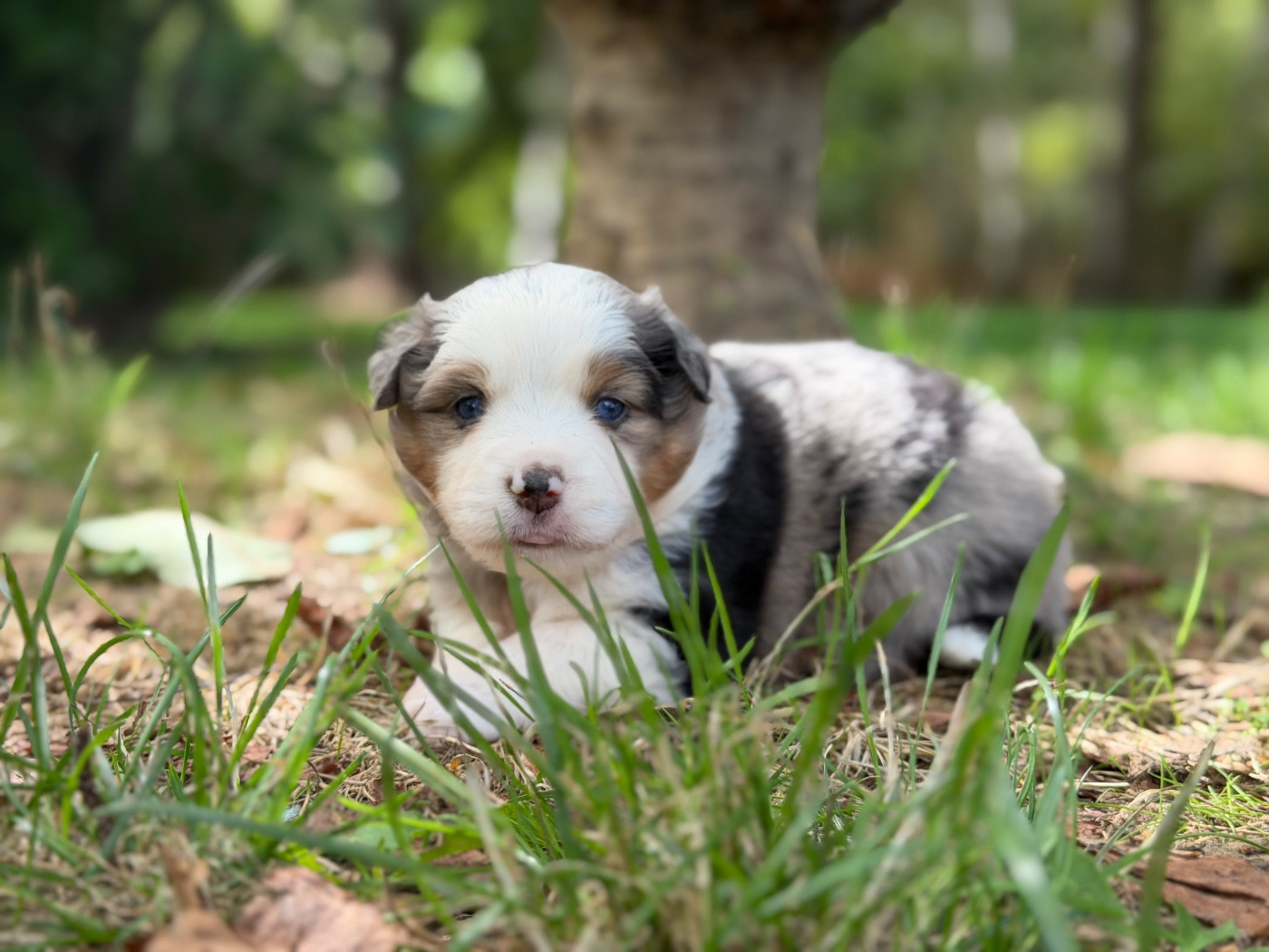 Des Plaines De Barbizon - Chiots disponibles - Berger Américain Miniature 