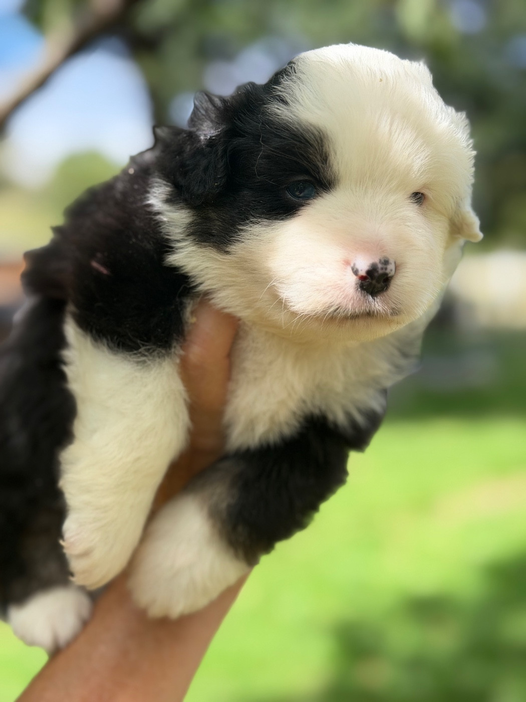 Des Plaines De Barbizon - Chiots disponibles - Berger Américain Miniature 