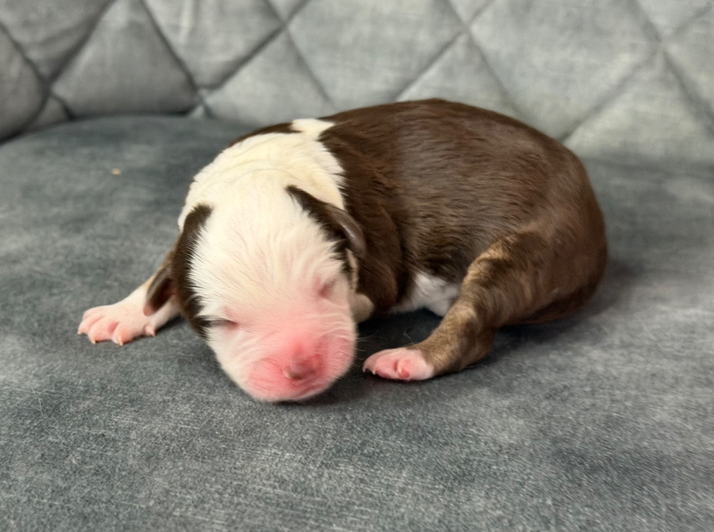 Des Plaines De Barbizon - Chiots disponibles - Berger Américain Miniature 
