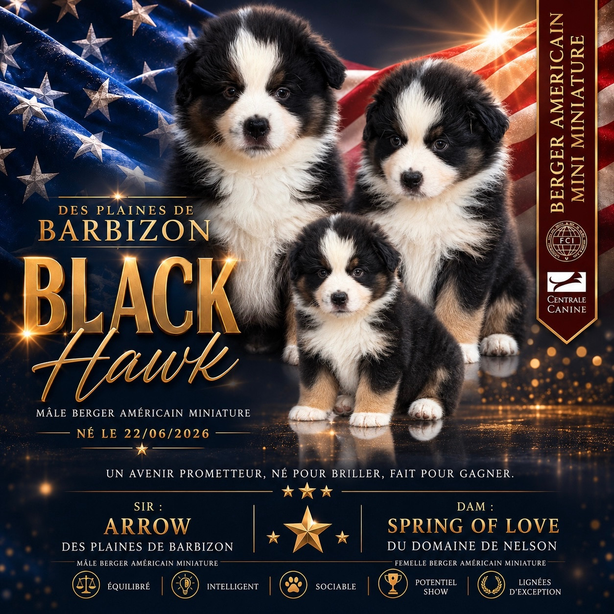 Des Plaines De Barbizon - Chiots disponibles - Berger Américain Miniature 