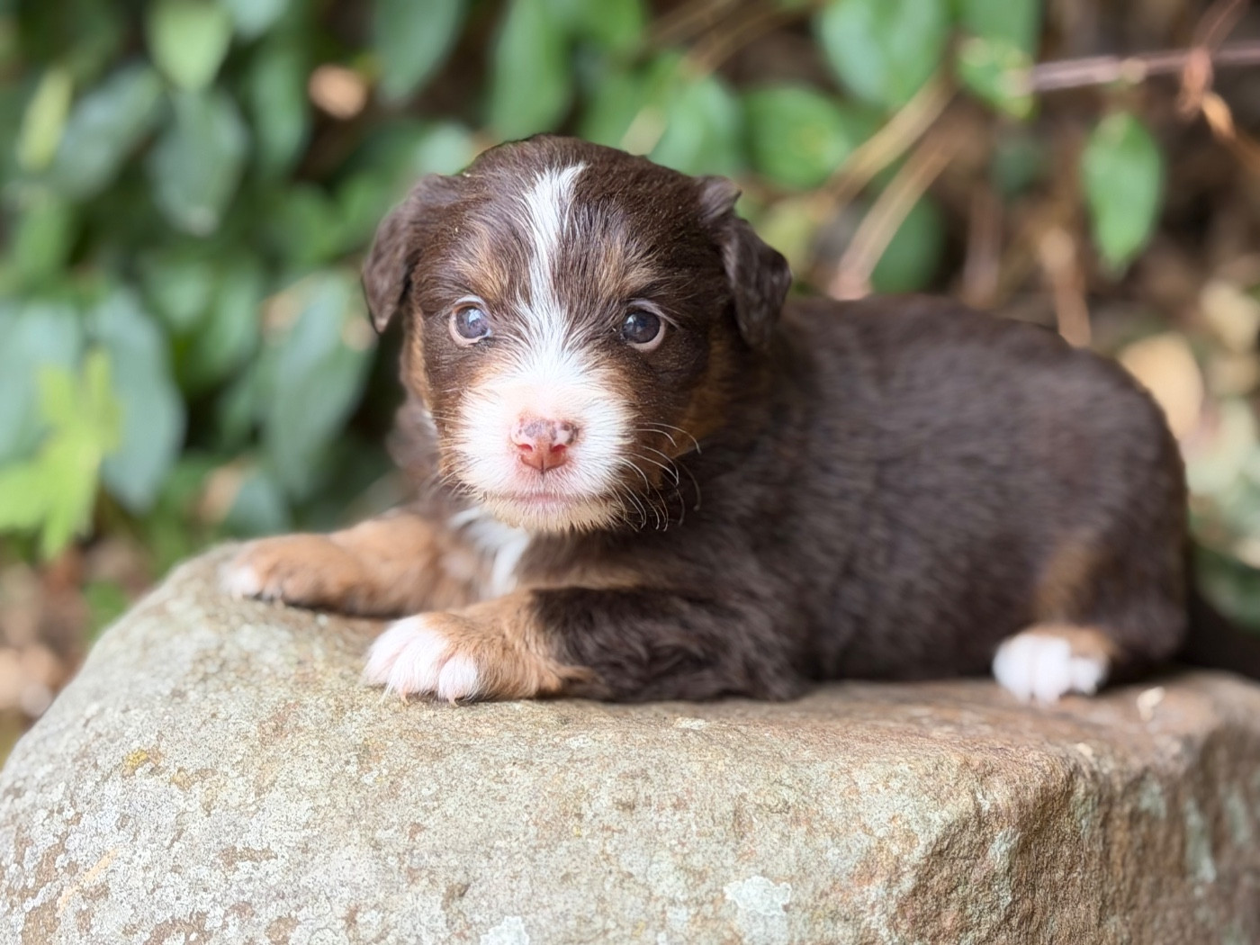 Des Plaines De Barbizon - Chiots disponibles - Berger Américain Miniature 