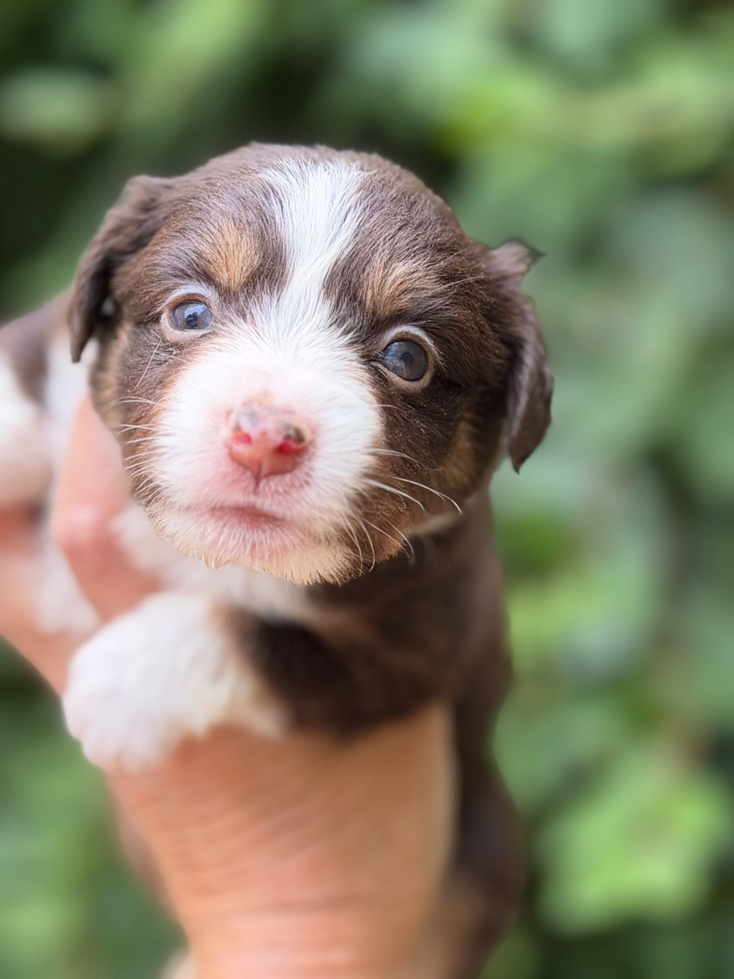 Des Plaines De Barbizon - Chiots disponibles - Berger Américain Miniature 