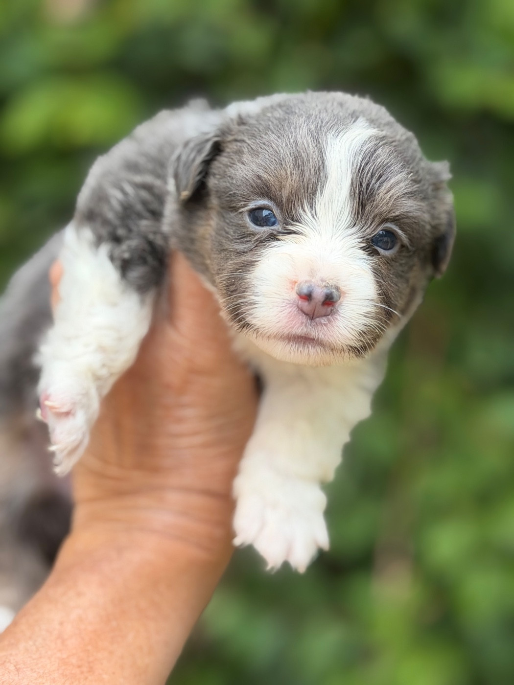 Des Plaines De Barbizon - Chiots disponibles - Berger Américain Miniature 
