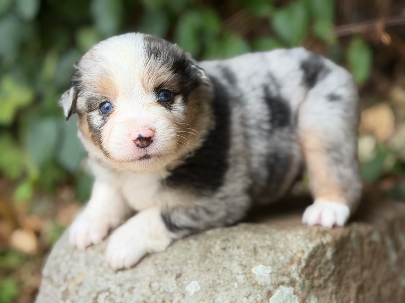 Des Plaines De Barbizon - Chiots disponibles - Berger Américain Miniature 