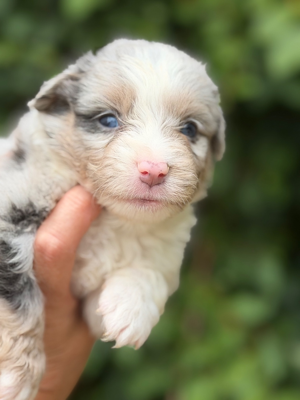 Des Plaines De Barbizon - Chiots disponibles - Berger Américain Miniature 