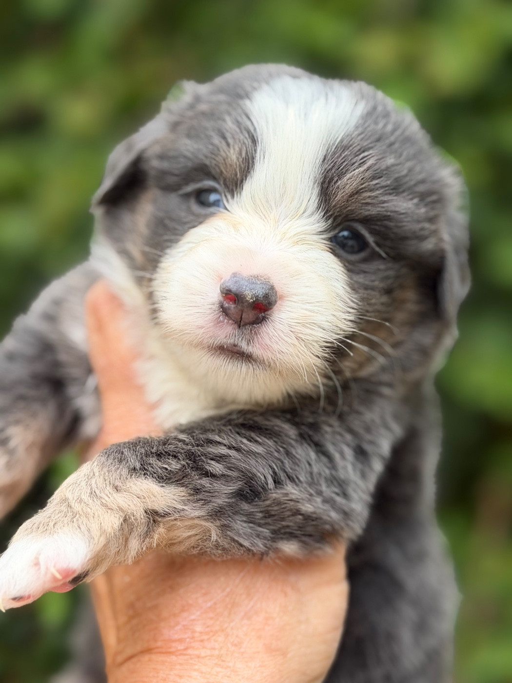 Des Plaines De Barbizon - Chiots disponibles - Berger Américain Miniature 